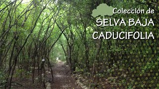 Selva baja caducifolia [upl. by Anad]