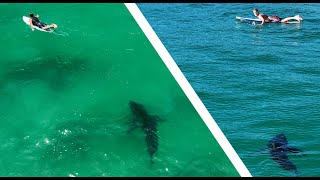 Best Footage of Great White Sharks Near Surfers 2023 4K [upl. by Iaras183]