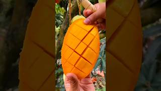 Enjoy beautiful dried persimmon fruits 🥝🥭🍓🍇🍎🍉🍊🥰shorts nature fruit garden foryou viralvideos [upl. by Darla]