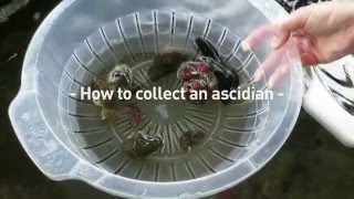 How to collect an ascidian [upl. by Narrat]