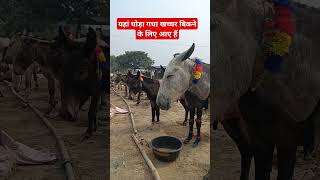 बिहार के चौसा मंडी में घोड़ा खच्चर गधा बिकने के लिए आए हैं  Chausa Mandi 2024 [upl. by Odnamla724]