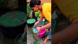 Water Lily ka plant 🪴✨ terrace gardening water lily plants viralvideo new plant video [upl. by Knowling]