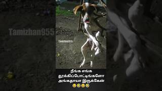 நீங்க எங்க தூக்கிப்போட்டிங்களோ அங்கதாயா இருக்கேன்  Funny Comedy Video  Tamizhan955 [upl. by Hayne]