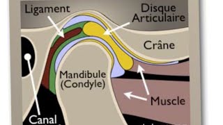 larticulation Temporomandibulaire partie 01 [upl. by Imij]