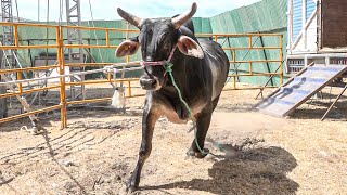 IMPONENTE TORO EL PRÍNCIPE DE ARABIA  Rancho los Traficantes y Los Encinos en Palmillas Queretaro [upl. by Francesca]