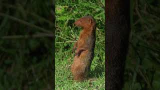 Agouti mouse The Cutest Pet Youve Never Heard Of [upl. by Nairdna524]