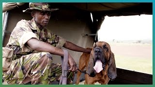 Bloodhounds Hunting Dogs  BBC Earth Explore [upl. by Akihsar]