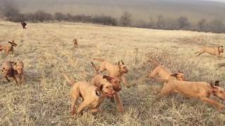 Have you seen so many Wirehaired Vizslas at once ruling the field [upl. by Diskson]