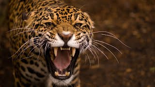 Leopard Documentary  Big Cats Wildlife HD [upl. by Baggs]