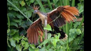 Interesting Facts about Hoatzin [upl. by Eenahc]