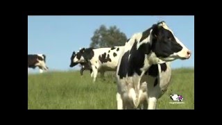 Vídeo proceso de producción de la leche [upl. by Aryamo]