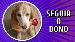 POR QUE OS CACHORROS SEGUEM O DONO PELA CASA com Bruno Leite [upl. by Shaeffer]