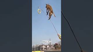 Other Dogs vs My dog Euro 😂😂 doglover dogshorts dogs puppy dogshorts doglife dogvideos dog [upl. by Enitsenrae]