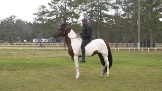 The Mangalarga Marchador Horse Breed [upl. by Savitt457]