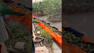 Unique Method to Harvest and Transport Fruits satisfying RomFarm [upl. by Atiekal]