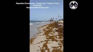 2023 Sargassum seaweed  Dominican Republic  Punta Cana  Ocean El Faro [upl. by Haisa]