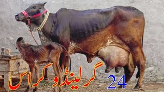 cholistani girlando cross cow milk 24kg 03014865352 youtube 1924 [upl. by Nanice]