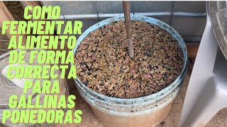 Como fermentar alimento para gallinas de forma correcta [upl. by Ahsytal661]