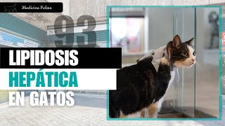 CAPÍTULO 93 🐈 Lipidosis hepática en gatos  Veterinario gatos Madrid El caso de Zape [upl. by Allimac]