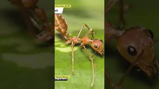 ¿Qué tipos de nidos hacen los animales friganeas 🦋🐛tvbuapinformativobuap polillas insectos [upl. by Florine]