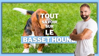 Race de chien Basset Hound  caractère dressage comportement santé de ce chien de race [upl. by Krystin204]