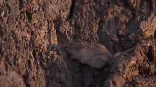 Natural Selection and the Rock Pocket Mouse — HHMI BioInteractive Video [upl. by Romonda170]