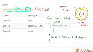 which is not part of periderm [upl. by Arual243]