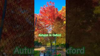 Beautiful Autumn season 🍁🍁🍂shorts autumn oxford uk travel europe nature naturelovers [upl. by Kneeland190]