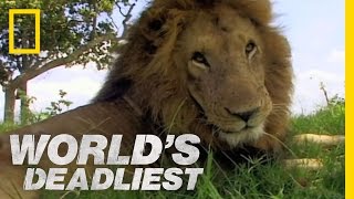 Lion vs Lion  Worlds Deadliest [upl. by Eirual]