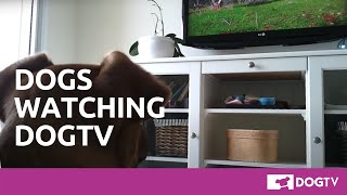 Real dogs watching DOGTV [upl. by Afatsom]