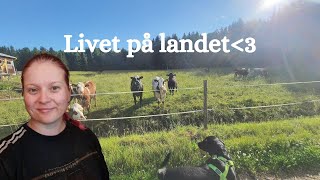 LIVET PÅ EN BONDGÅRD  bygger vindskydd åt korna  släpper fåren på bete [upl. by Thorin]