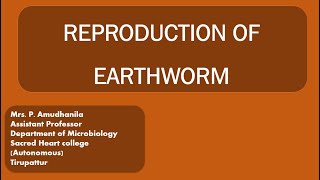 REPRODUCTION OF EARTHWORMLIFE CYCLE OF EARTHWORMEARTHWORMVERMITECHNOLOGY [upl. by Negaet]