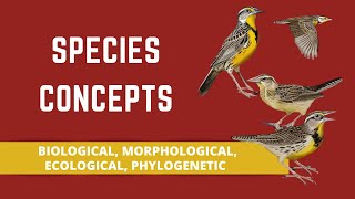 SPECIES CONCEPTS BIOLOGICAL MORPHOLOGICAL ECOLOGICAL PHYLOGENETIC [upl. by Corby140]