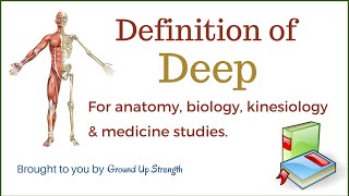 Deep Definition Anatomy Biology Medicine and Kinesiology [upl. by Nellek]