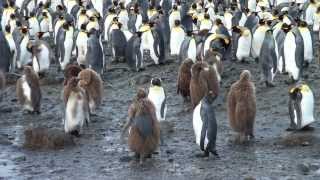 SOUTH GEORGIA  Seabourn Quest Antarctica Cruise [upl. by Asoramla623]