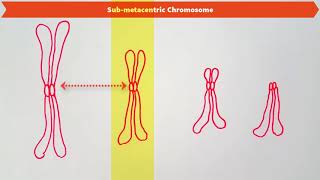 TYPES OF CHROMOSOMES BASED ON THE POSITION OF CENTROMERE [upl. by Cassady]