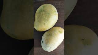 manthenasatyanarayanarajuvideos healthmantra ytshorts mango lover fruits eating foodie [upl. by Cordy]