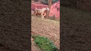 Zoological parktravel visakhapatnam shorts [upl. by Ninnahc]