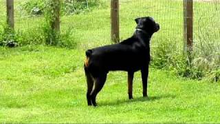 My Rottweiler Barking at dog next door [upl. by Wakerly]