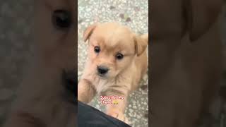 Cute Baby Dog Crying dog doglover dogs subscribe [upl. by Celestina]