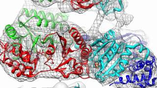 Architecture of the 26S Proteasome [upl. by Stutzman]