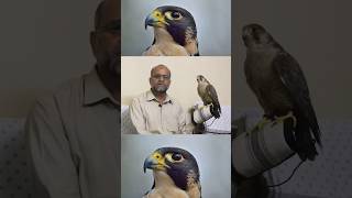 Hunt with Falcon  Hunt With Peregrine  Baaz Sy Shikar  Falcon and Ecosystem  The Fastest Bird [upl. by Aerdma847]