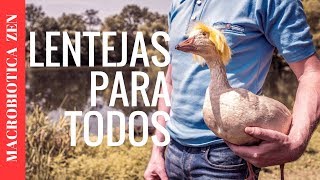 🔴 GUISO DE LENTEJAS VEGETARIANO  Vegano Fácil y Rápido [upl. by Inajna]