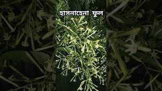 হাসনাহেনা ফুল nightjasmine Nyctanthesarbortristis flowers shortvideo foryou nature [upl. by Llertnac]