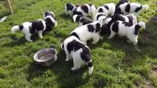 Landseer Newfoundland puppies 6 weeks old [upl. by Masry62]