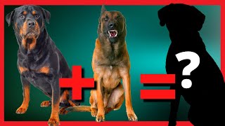 TOP 10 Cachorros mestiços de Rottweiler que você precisa conhecer Rottweiler com Pitbull Boxer [upl. by Gottfried937]