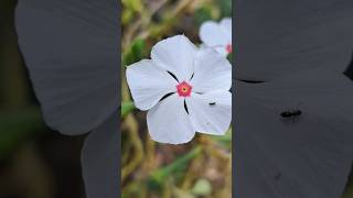 White Madagascar Periwinkle nature pervenche garden gardening flowers periwinkle shorts [upl. by Aillimac311]