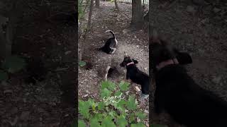 Dog games 😂😂😂😂😂dogloverschannel dogs dogowner nature petowner petowner [upl. by Ethelstan]