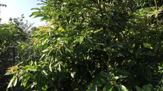 High Density Espalier Gardener  Avocado amp Sapote 080815 Update [upl. by Mogerly]