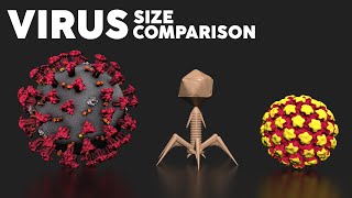 Virus 🦠 Size Comparison with Viruses and Microorganisms [upl. by Aeriell]